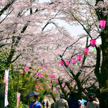 あつぎ飯山桜まつり